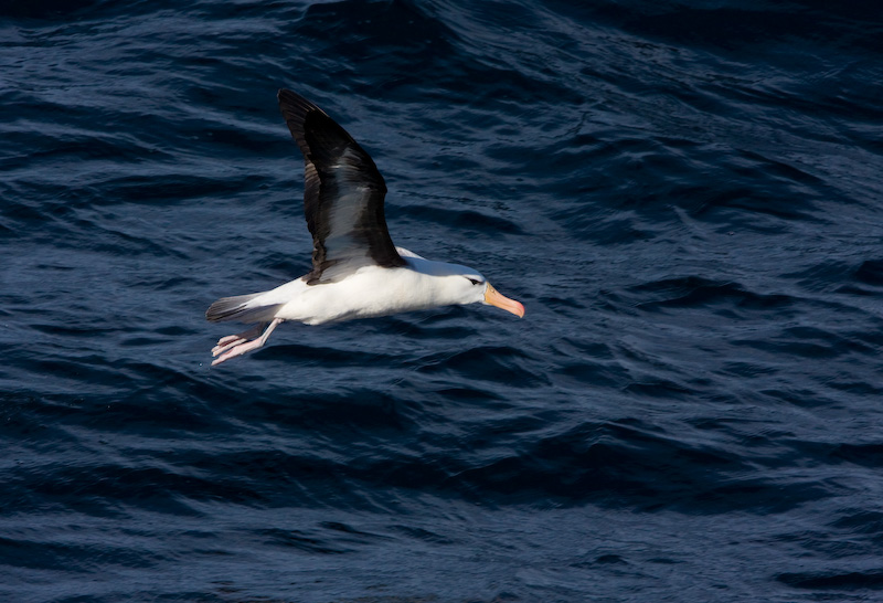 Black-Browed Albatross Taking Flight